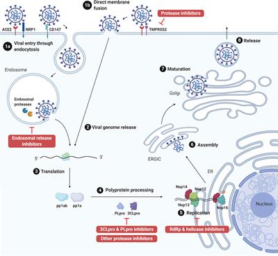 Frontiers | Update On Antiviral Strategies Against COVID-19: Unmet ...